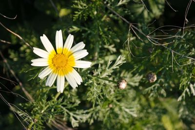Close-up of white flowering plants