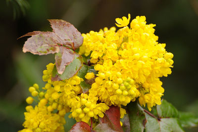 Close-up of yellow flowering plant