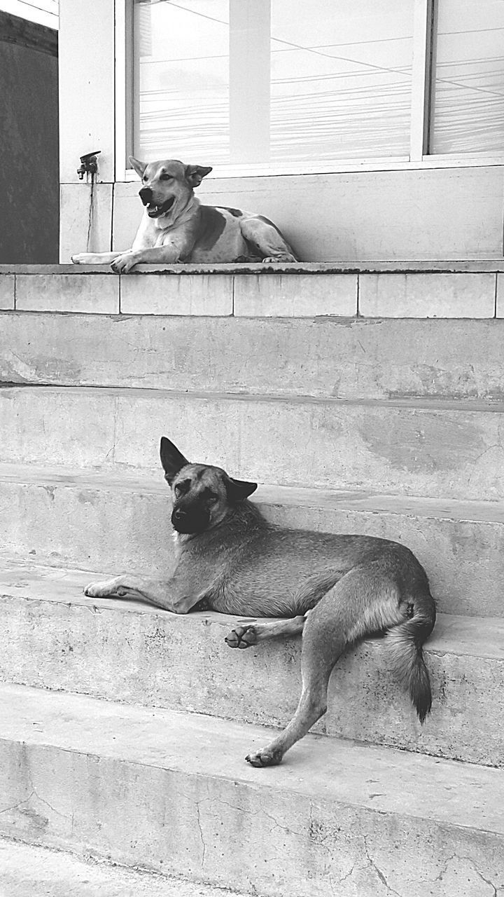 animal themes, one animal, domestic animals, mammal, pets, cat, domestic cat, built structure, architecture, building exterior, feline, dog, full length, sitting, side view, window, wall - building feature, relaxation, black color, day