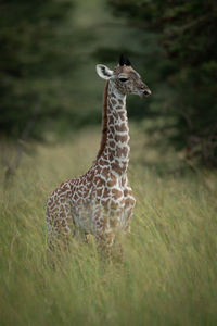 Baby masai giraffe standing in tall grass