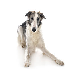 Portrait of dog sitting against white background