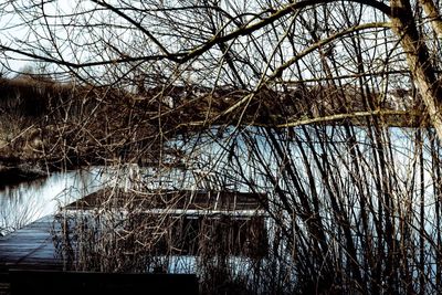 Bare trees by lake in forest during winter