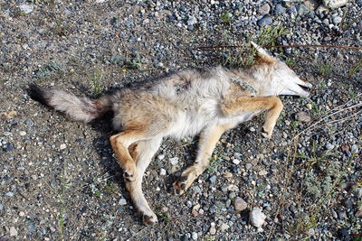 High angle view of dog on field