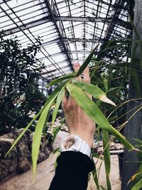 Man holding plant in greenhouse