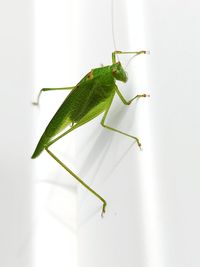 Close-up of grasshopper on wall