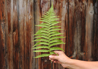 Close-up of hand holding fern against tree