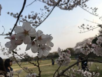 Close-up of cherry blossom