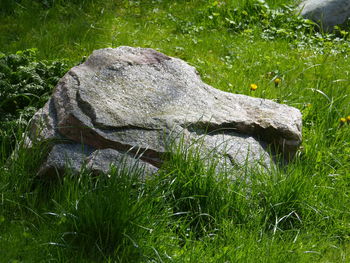 Close-up of sheep on field