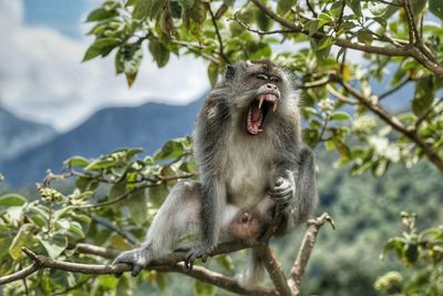 Close-up of monkey yawning on branch