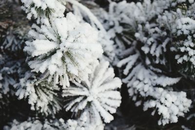 Close-up of snow covered tree