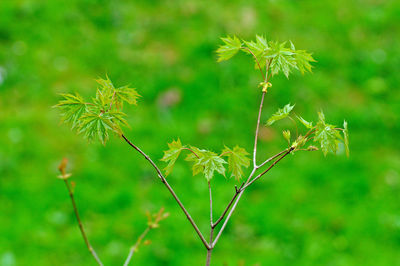 Close-up of flowering plant