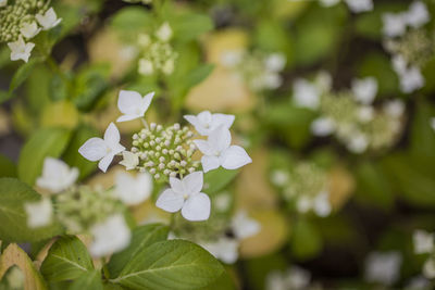 Close-up of white flowering plant