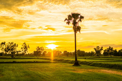 Trees on field against sky during sunset