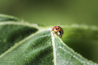 Close-up of ladybug on leaf