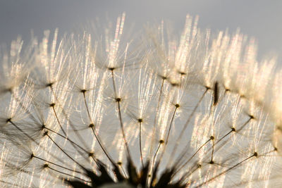 Close-up of dandelion on plant