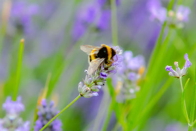 Close-up of bee pollinating on purple flower