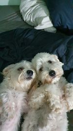 High angle view of dog relaxing on bed