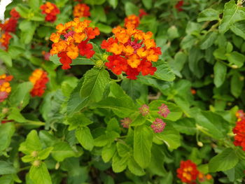 Close-up of flowers blooming outdoors