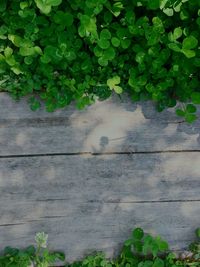 Leaves growing on tree trunk