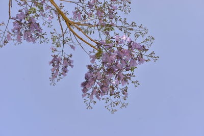 Low angle view of tree against clear blue sky