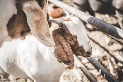 Close-up of goats at farm