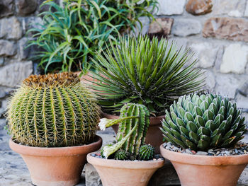 Close-up of potted plant