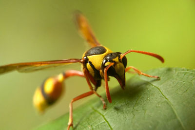 Close-up of insect on leaf