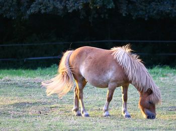 Side view of brown horse grazing on field