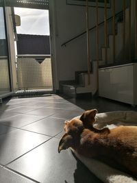 Cat relaxing on floor at home