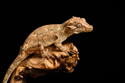 Close-up of lizard on wood against black background