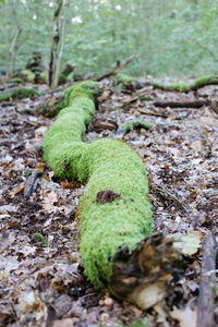 Close-up of lizard on tree trunk in forest