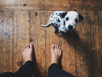 Low section of person with dog standing on floor