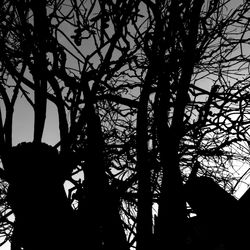 Low angle view of bare tree against sky