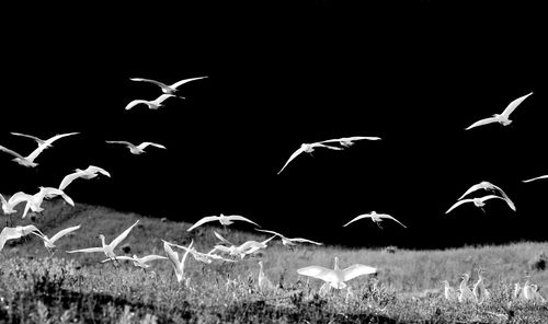 Seagulls flying over land