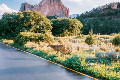 Two deer crossing the road by trees and mountains against sky