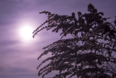 Low angle view of trees against sky