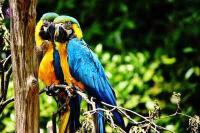 Close-up of blue parrots perching on tree