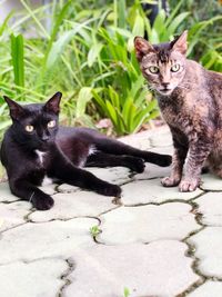 Portrait of black cat sitting outdoors