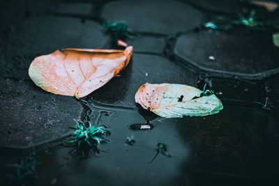 High angle view of leaves floating on water
