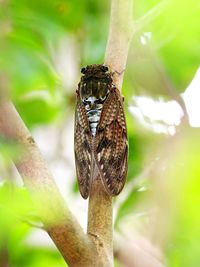 Close-up of insect perching on tree