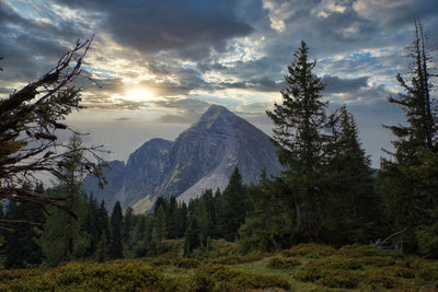 Rauchkögerl sunset in the mountain in austria scenic view of pine trees against sky 