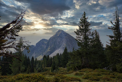 Scenic view of pine trees against sky