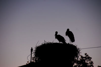 Low angle view of two birds perching on tree