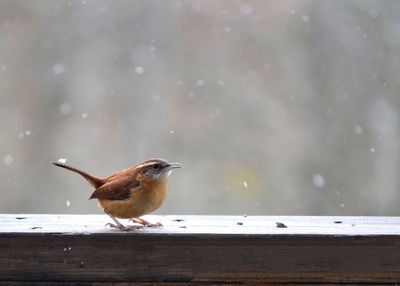 Bird perching on wood in snow