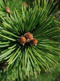Close-up of pine tree