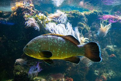 Fish swimming in sea