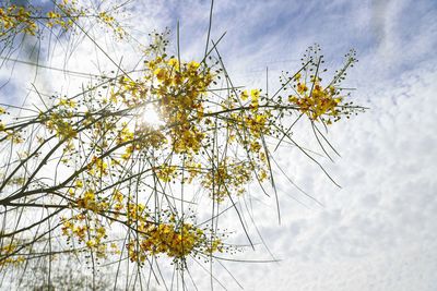 Low angle view of flowering plant against sky