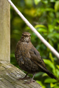 Close-up of bird perching on decking