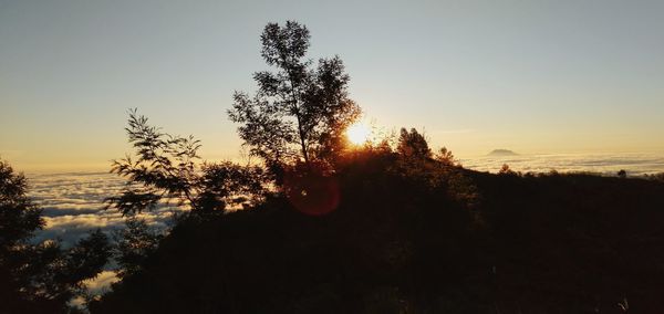 Silhouette trees against sky during sunset