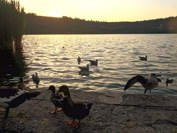 View of birds at lakeshore during sunset